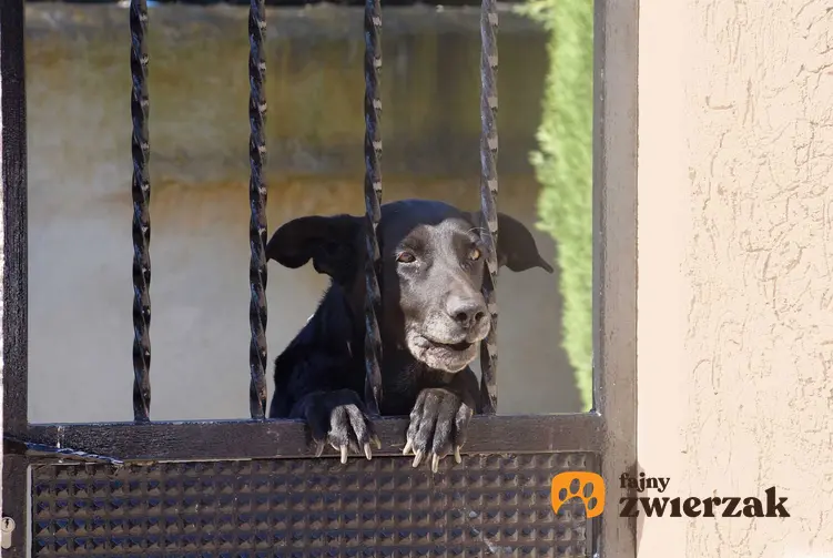 Pies z Majorki o czarnym umaszczeniu za bramą, a także pochodzenie, informacje, porady, pielęgnacja i dokładny opis