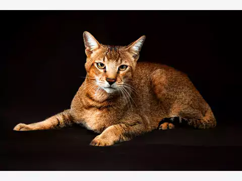 Chausie: pochodzenie, opis, charakter, ceny