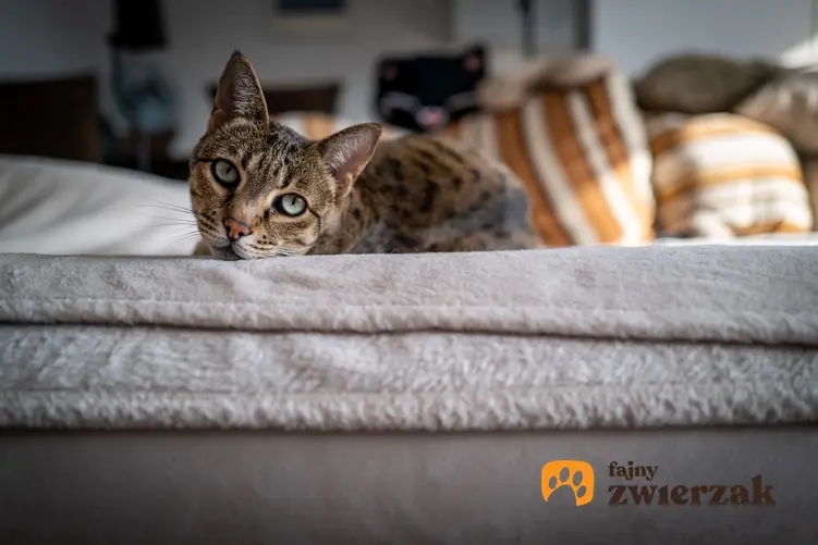 Kot Ashera na łóżku w domu, a także informacje, charakter, hodowla i cena