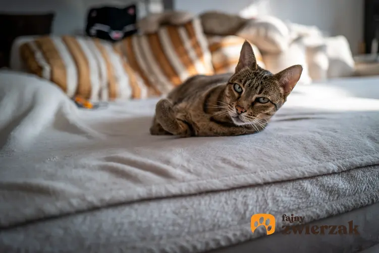 Kot Ashera leżący na łóżku, a także szacowana cena kota ashera, charakter i hodowla