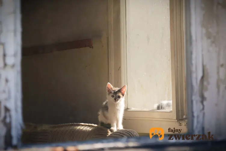 Samotny kot w opuszczonym domu, a także koty do adopcji, adopcja kota i porcedury