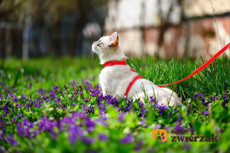 Kot na smyczy wśród kwiatów, a także informacje, czy kot powinien wychodzić z domu