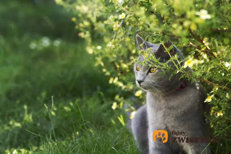 Kot na zewnątrz pod rośliną, a także porady i wskazówki, czy kot powinien wychodzić z domu