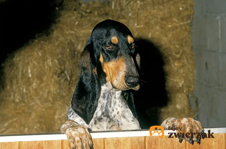 Pies rasy duży gończy gaskoński w budynku gospodarczym, a także jego charakter i hodowla