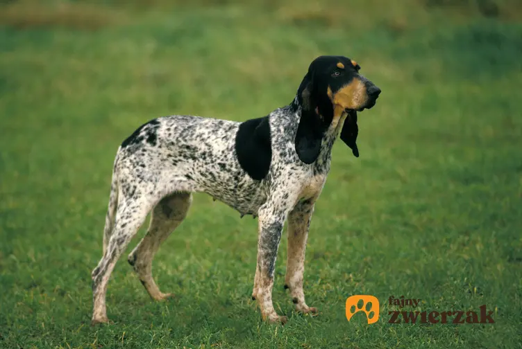 Pies rasy duży gończy gaskoński na tle zieleni, a także jego opis, charakter, usposobienie i cena