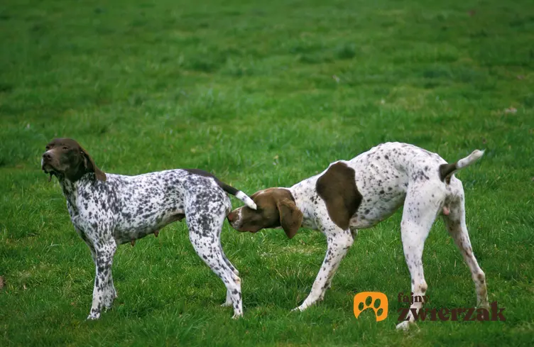Dwa psy rasy wyżeł francuski na tle zieleni, a także jego opis, charakter, usposobienie i cena