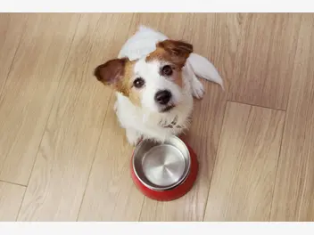 Ilustracja artykułu jak karmić psa? zasady układania diety