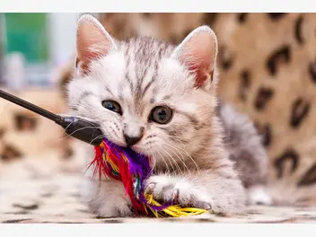 Ilustracja artykułu top 5 najfajniejszych zabaw dla małych kotów. zobacz, w co bawić się z kociakiem