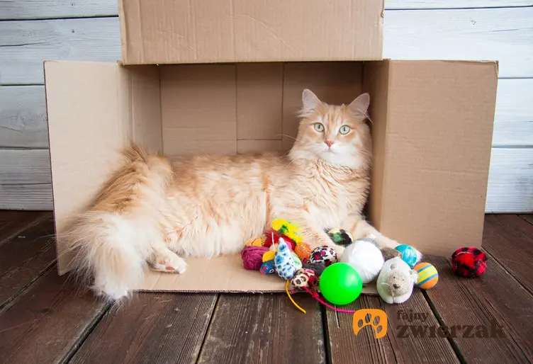 Beżowy kot leżący w kartonie i bawiący się drobnymi zabawkami, a także inne zabawki, zastosowanie, potrzeby kotów oraz opinie