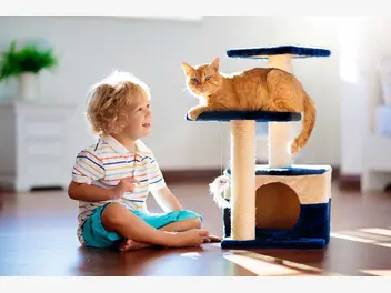 Ilustracja artykułu 5 najfajniejszych zabaw dla dużych kotów. oto zajęcia, które pokocha twój kot