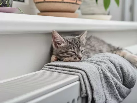 Spokojne rasy kotów: top 5