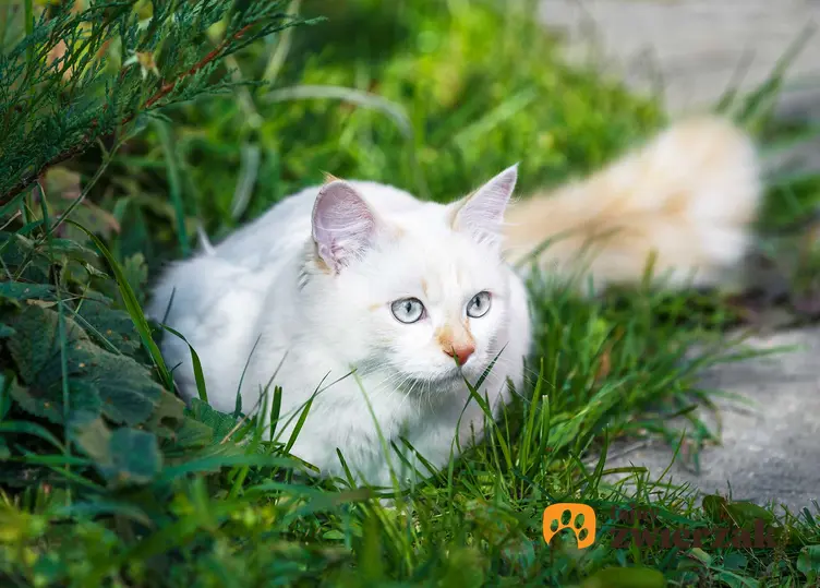 Kot Turecki Van o białej sierści, a także inne rasy do domu jednorodzinnego, ich opisy i usposobienie