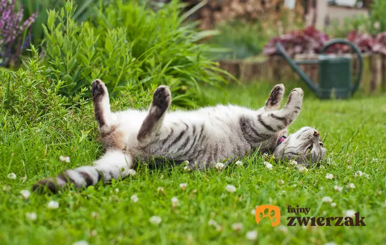 Kot mieszkający w domu jednorodzinnym na trawie w ogórdku, a także opisy ras kotów do domu jednorodzinnego