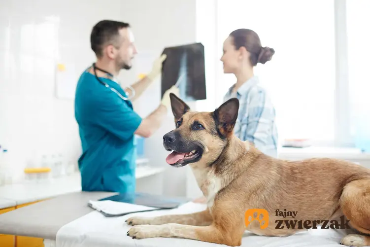 Pies leżący na stole w gabinecie weterynarza chory na młodzieńcze zapalenie kości u psa, a także leczenie i zapobieganie