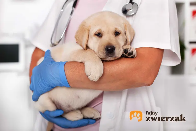 Mały pies na rękach u weterynarza cierpiący na zapalenie kości, a także diagnoza, leczenie i zapobieganie