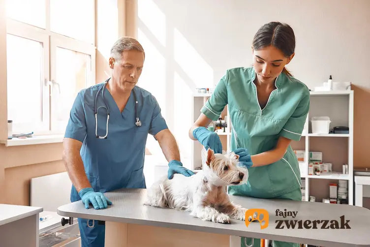 Starszy pies leczony przez weterynarzy na osteoartozę, a także powikłania, diagnoza i postpoanie w czasie choroby