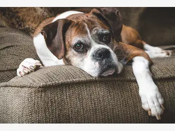 Ilustracja artykułu osteoartroza u psa – objawy, leczenie, powikłania, rokowania