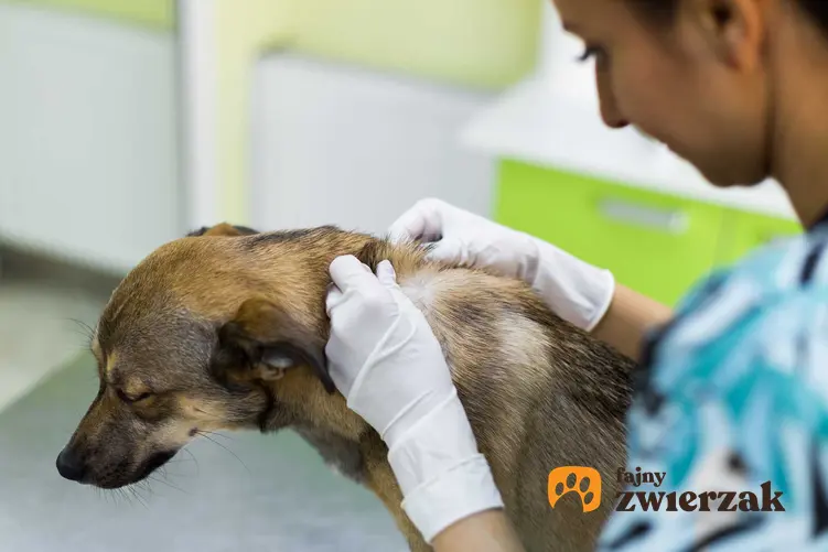 Badanie skóry psa w celu wykluczenia choroby skóry, a także diagnoza, przyczyny oraz leczenie
