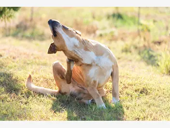 Ilustracja artykułu najczęstsze choroby skóry u psa - przyczyny, objawy, leczenie, zapobieganie