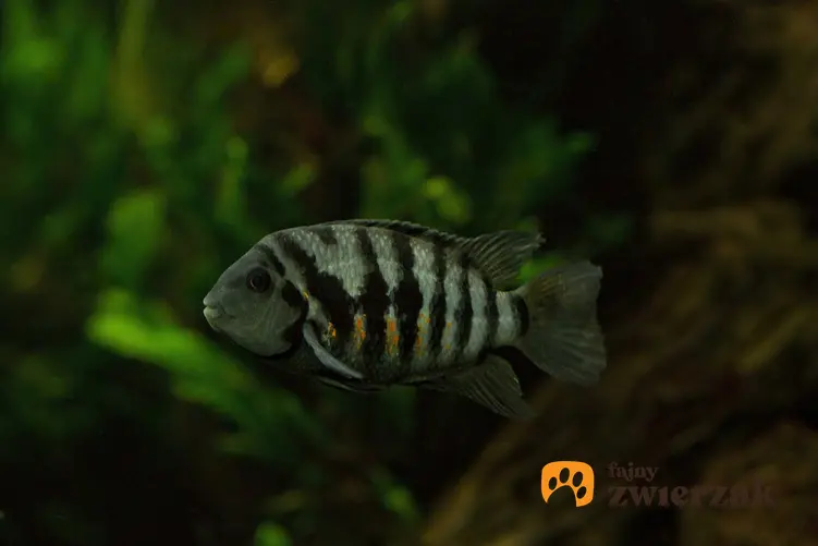 Ryba pielęgnica zebra w ciemnym akwarium, a także rodzaje oświetlenia do różnego rodzaju akwariów