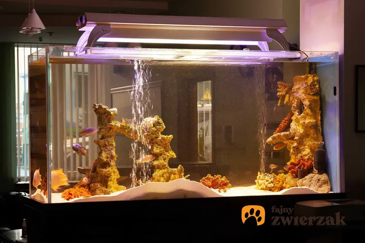 Oświetlenie w akwarium z rybami, a także sposoby i rodzaje oświetlenia, montaż krok po kroku i opinie