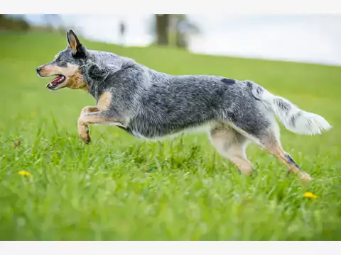 Australian Stumpy Tail Cattle Dog: Porady i Charakterystyka