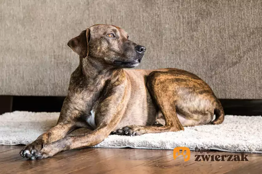 Plott hound na dywanie