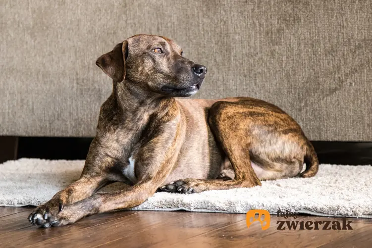 Pies rasy plott hound na dywanie w salonie, a także jego charakter, hodowla i cena