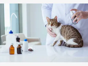 Ilustracja artykułu preparat na kleszcze dla kota. top 5 najskuteczniejszych produktów