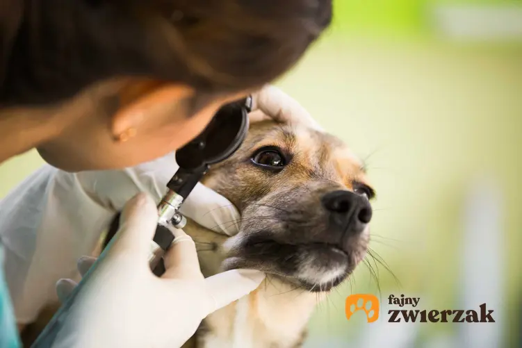 Jaskra u dużego psa badanego przez weterynarza, a także leczenie, rokowania oraz diagnoza krok po kroku