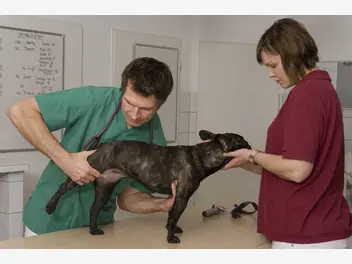 Ilustracja artykułu dysplazja bioder u psa i kota - objawy, diagnostyka, leczenie, rokowania