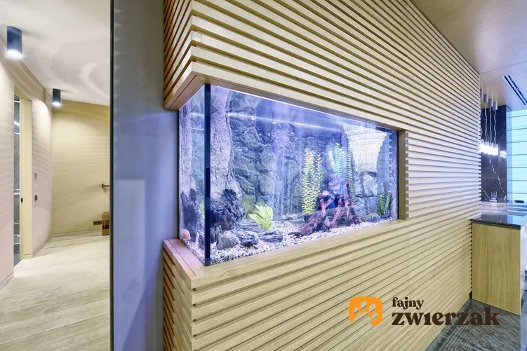 Aranżacja akwarium w salonie wbudwanego w ścianie, a takze sposoby, porady oraz wybór akcesoriów