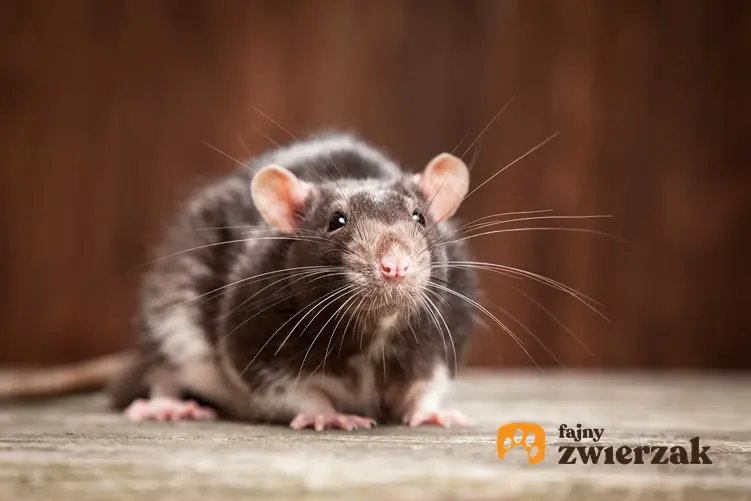 Szczur na podłodze w mieszkaniu, a także skuteczny sposób na szczury, odstraszanie, likwidacja i skuteczne środki