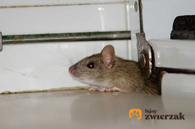 Szczur wychodzący z otworu w ścianie, a także skuteczne sposoby na szczury, środki i odstraszacze