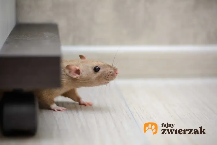 Biały szczur w mieszkaniu, a także odstraszacze na szczury, najskuteczniejsze spoosby i działanie