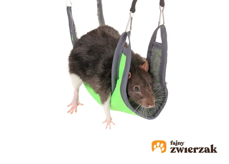 Hamak dla szczura do zawieszenia w klatce, a także jak zrobić hamak dla szczura krok po kroku i zastosowanie