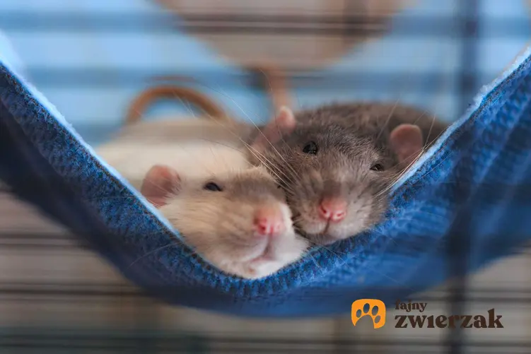 Szczury leżące na hamaku w klatce, a także jak zrobić hamak dla szczurów, zastosowanie oraz samodzielne zrobienie