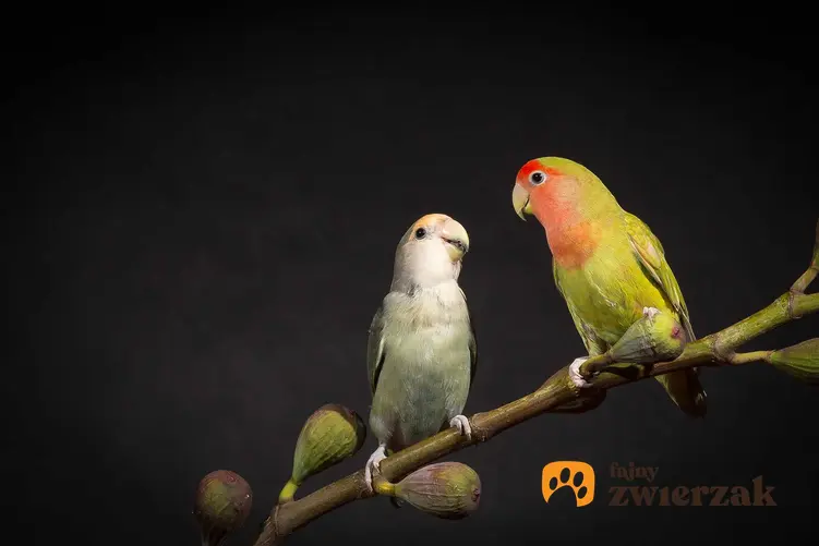 Papużki nierozłączki na drążku, a także wymagania, hodowla, usposobienie oraz żywienie