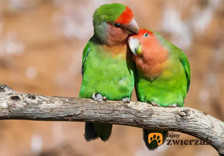 Papużki nierozłączki o zielonym upierzeniu na gałęzi, a także ceny papużek nierozłączek oraz koszt hodowli ptaków