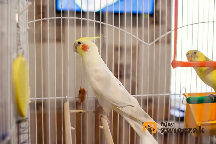 Papuga Nimfa w klatce oraz wyposażenie klatki, rodzaje, cena, koszt, urządzenie