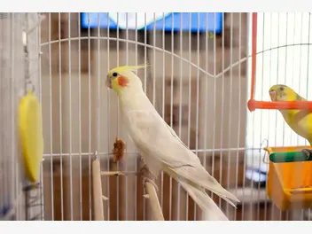 Ilustracja artykułu klatka dla papugi falistej i klatka dla papugi nimfy - rodzaje, cena