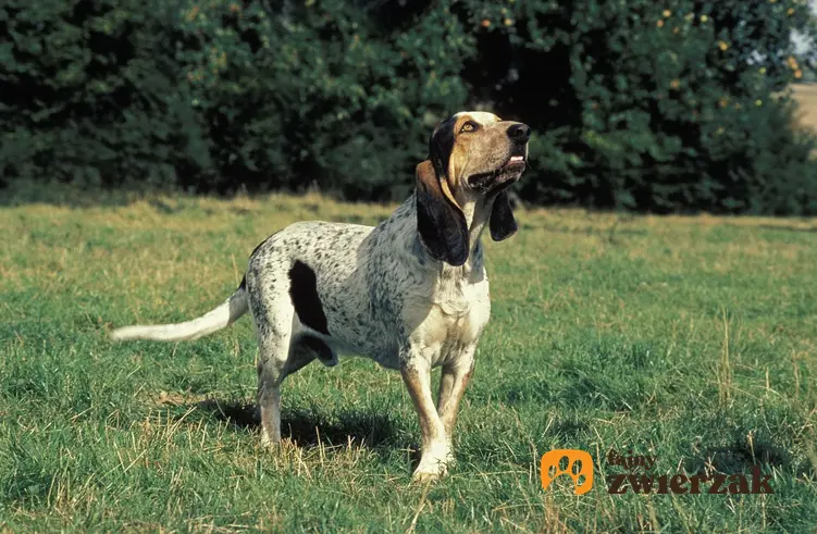 Pies rasy mały gończy gaskoński na trawniku, a także jego charakter, wychowanie i cena