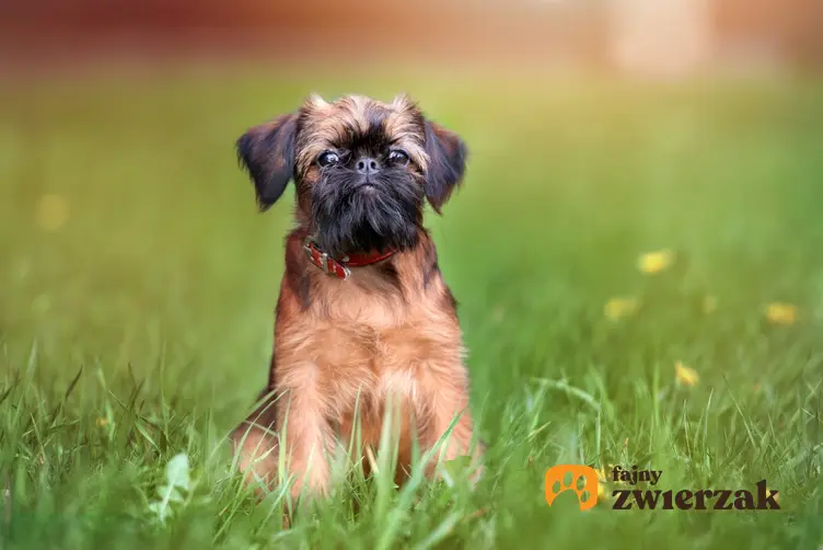 Pies rasy gryfonik brukselski na trawniku, a także jego charakter, hodowla i cena