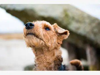 Ilustracja artykułu najlepsze hodowle teriera walijskiego - zobacz, gdzie kupić rasowego psa
