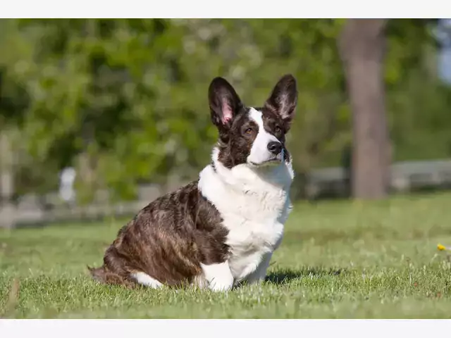 Welsh Corgi Cardigan: opis i szkolenie