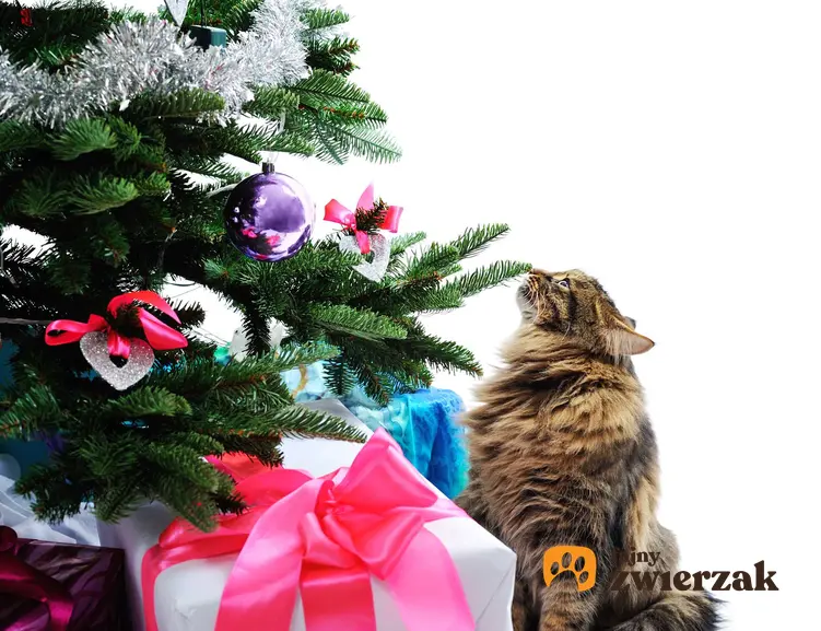 Kot zainteresowany choinką i prezentami, a także jak zabezpieczyć choinkę przed kotem i zwierzętami