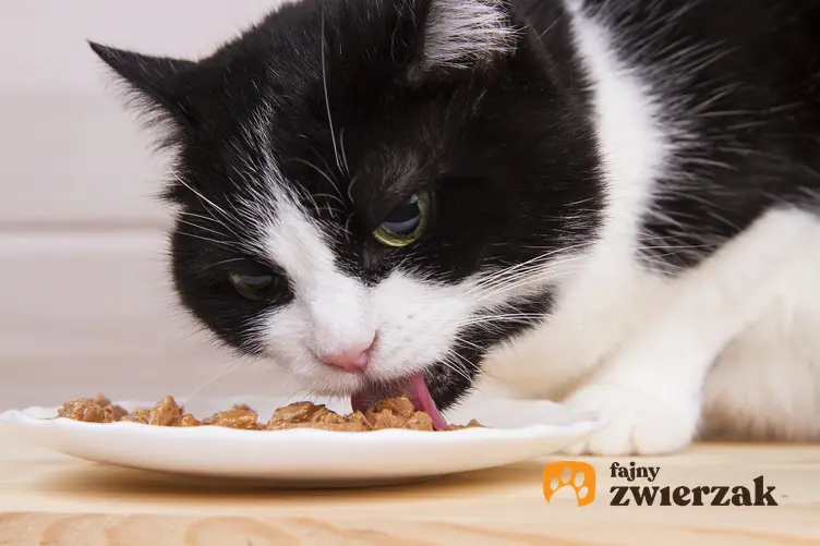 Kot jedzący karmę z miski oraz dla karma dla kota Animonda Vom Feinsten, jej rodzaje, cena i skład