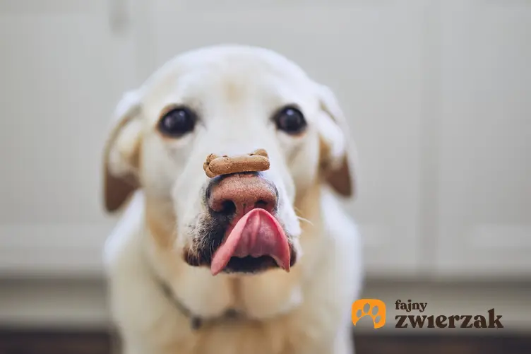 Pies z językiem na wierzchu i ciastkiem na nosie, a także przepis na domowe ciastka dla psa