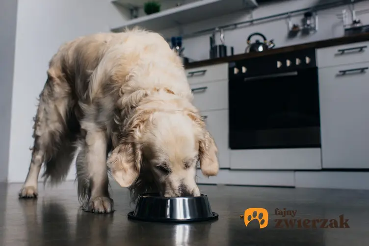 Pies przy misce z karmą, a także karma Ontario dla psa, jej rodzaje i dawkowanie