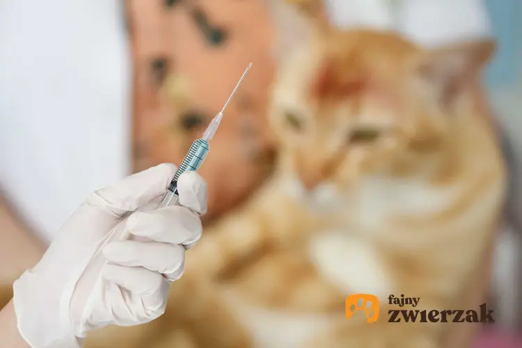 Szczepienie kota u weterynarza, czyli terminy, rodzaje szczepień, skuteczność i ceny